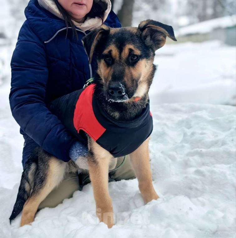 Собаки в Москве: метис овчарки щенок бесплатно Мальчик, Бесплатно - фото 3