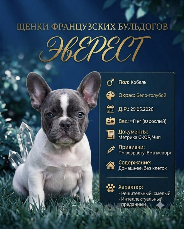 Собаки в Рязани: Щенок французского бульдога Мальчик, 90 000 руб. - фото 1