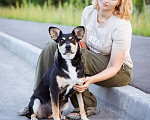 Собаки в Москве: Небольшая девочка из приюта ищет дом Девочка, Бесплатно - фото 10