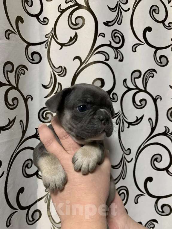 Собаки в Хабаровске: Продам Мальчик, 100 000 руб. - фото 3