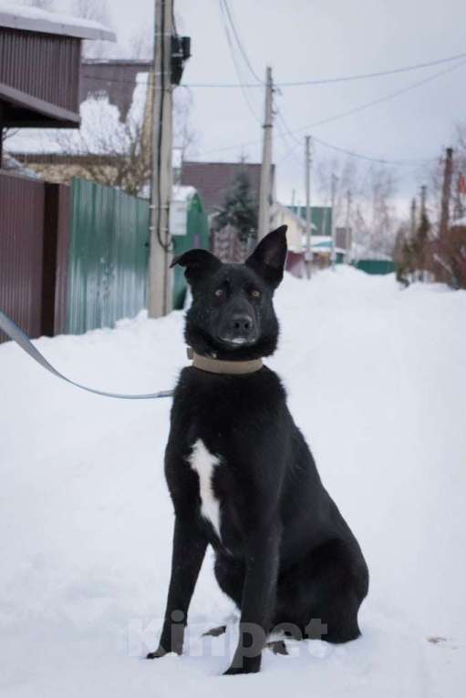 Собаки в Подольске: Тоше нужен дом  Мальчик, Бесплатно - фото 5