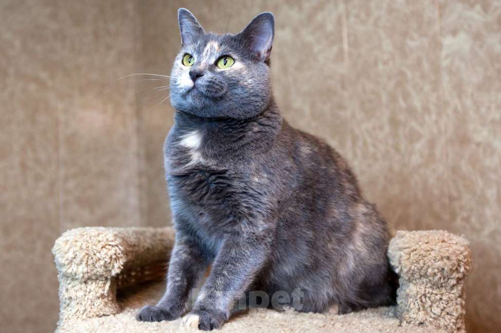 Кошки в Москве: Севара едет на выставку-пристройство WOOF в Москву  Девочка, Бесплатно - фото 5