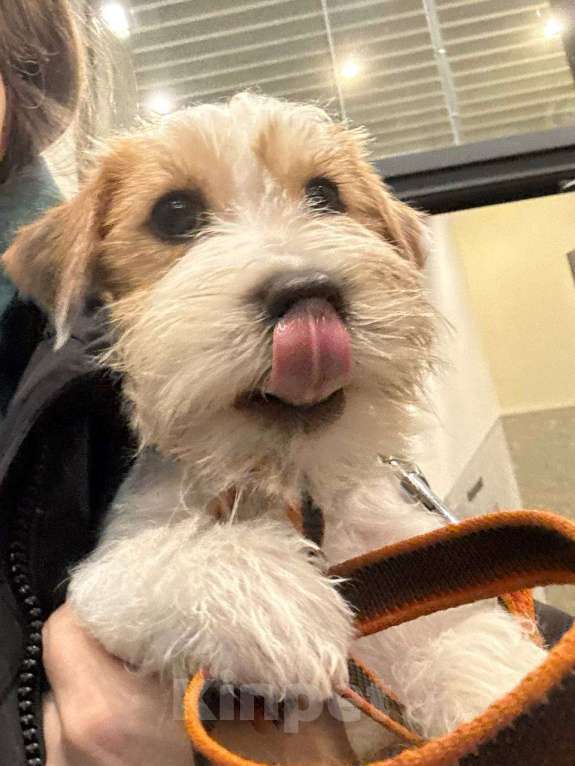 Собаки в Санкт-Петербурге: Марекс Солар Марио Мальчик, 80 000 руб. - фото 10