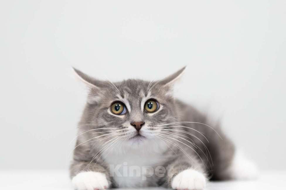 Кошки в Москве: Каспер Мальчик, Бесплатно - фото 2