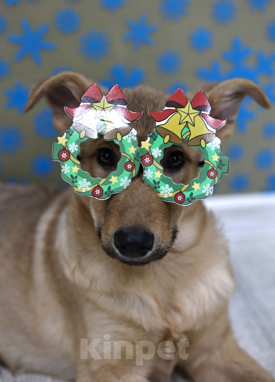 Собаки в Москве: Щенки бесплатно в Москве Девочка, Бесплатно - фото 7