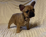 Собаки в Санкт-Петербурге: Шикарная девочка французского бульдога  Девочка, 40 000 руб. - фото 1