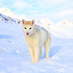 Гренландская собака