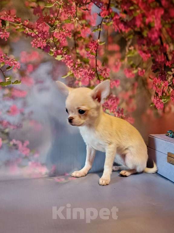 Собаки в Москве: Золотая мини девочка Девочка, 55 000 руб. - фото 5