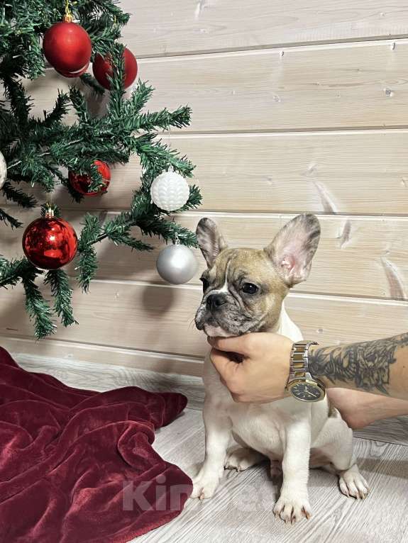 Собаки в других городах Московской области: Французский бульдог голубопалевый мерле Мальчик, 50 000 руб. - фото 1