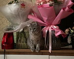Кошки в Краснодаре: Кошка Соня ищет хозяина Девочка, Бесплатно - фото 1