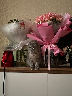 Кошка Соня ищет хозяина