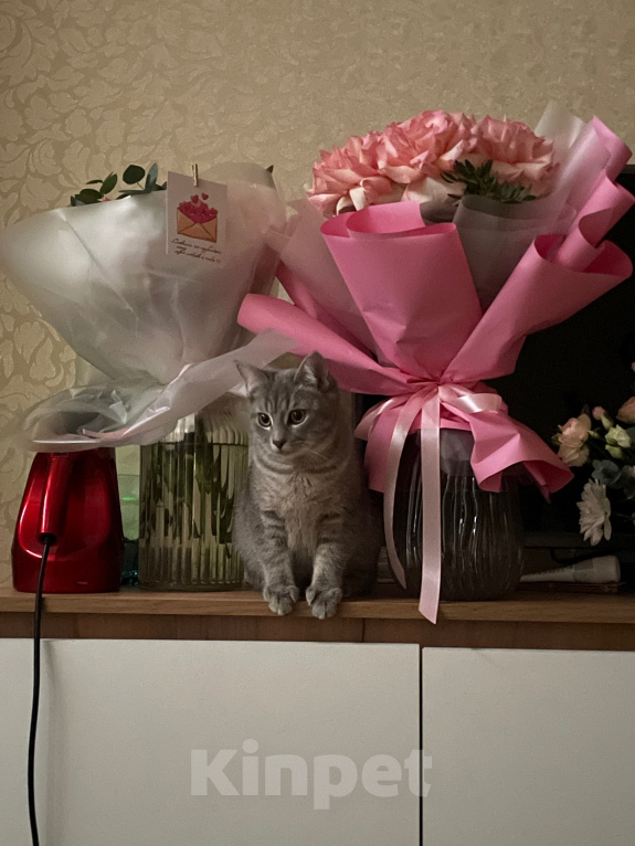 Кошки в Краснодаре: Кошка Соня ищет хозяина Девочка, Бесплатно - фото 1