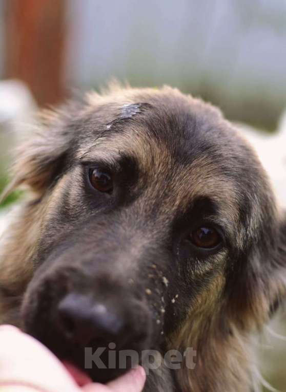 Собаки в других городах Московской области: Красивая и добрая собачка в добрые руки бесплатно Девочка, Бесплатно - фото 3