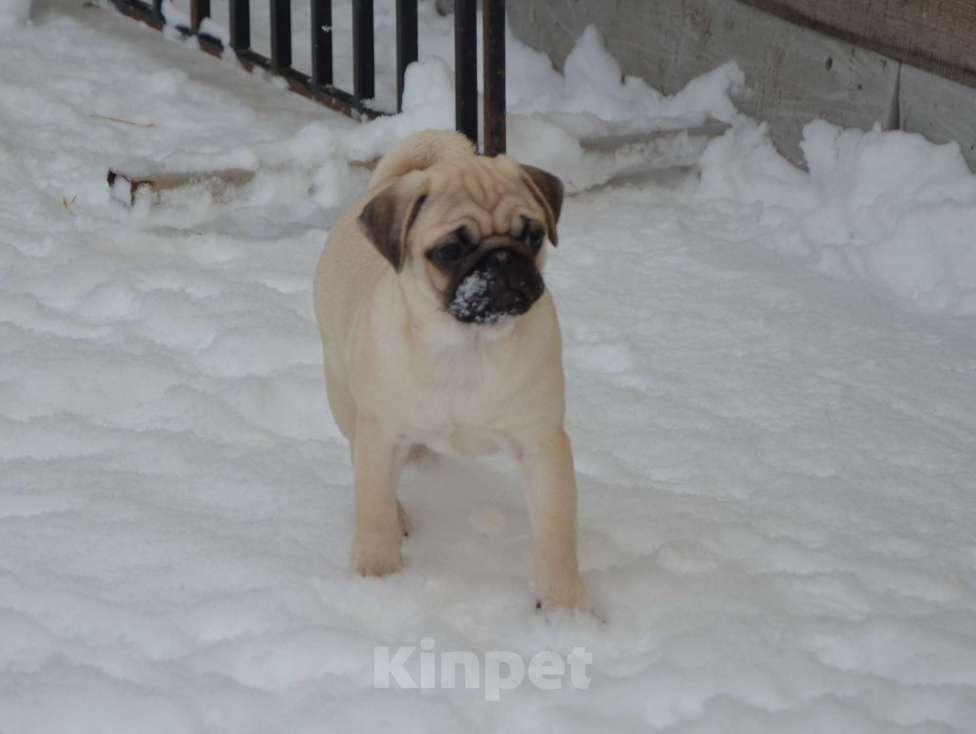 Собаки в Твери: Малышка мопса Девочка, 30 000 руб. - фото 1