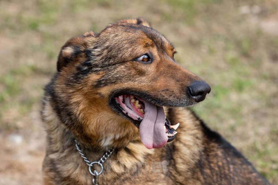 Собаки в Москве: Валик Мальчик, Бесплатно - фото 17