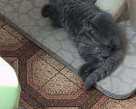 Кошки в Армавире: Продаю котят Мальчик, 10 000 руб. - фото 9