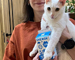 Кошки в Москве: Котегок Снежок ищет дом Мальчик, Бесплатно - фото 6