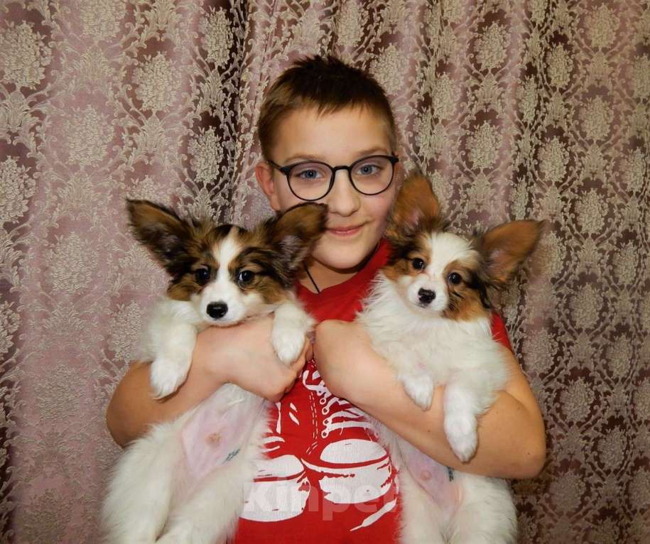 Собаки в Санкт-Петербурге: папийон мальчик Мальчик, Бесплатно - фото 6