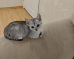 Кошки в Дзержинске: Отдам котенка Девочка, Бесплатно - фото 1
