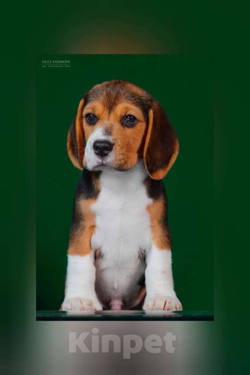 Собаки в Армавире: Щенки бигль Мальчик, 40 000 руб. - фото 3