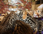 Кошки в Колпашево: Бенгальские котята, 15 000 руб. - фото 6