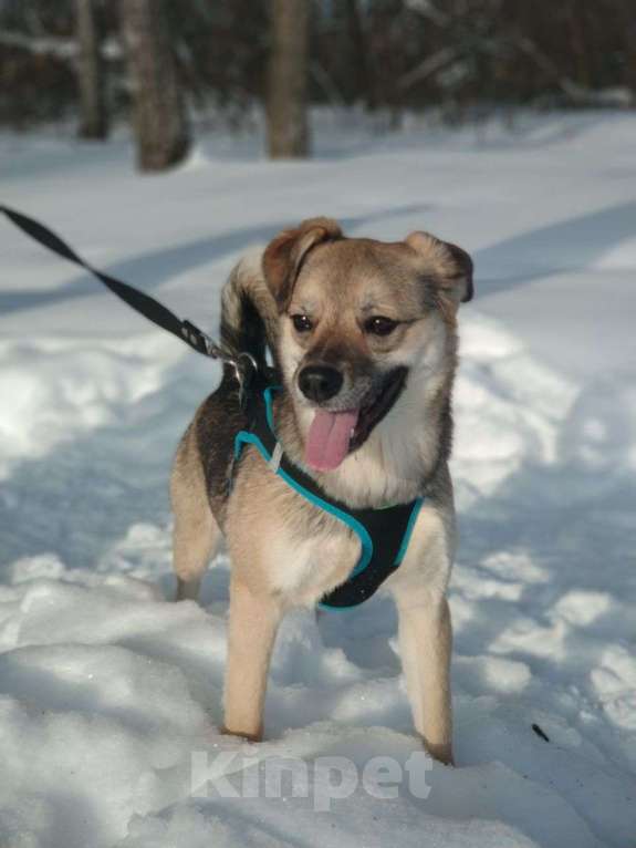 Собаки в Москве: Шустрик в добрые руки! Мальчик, Бесплатно - фото 1