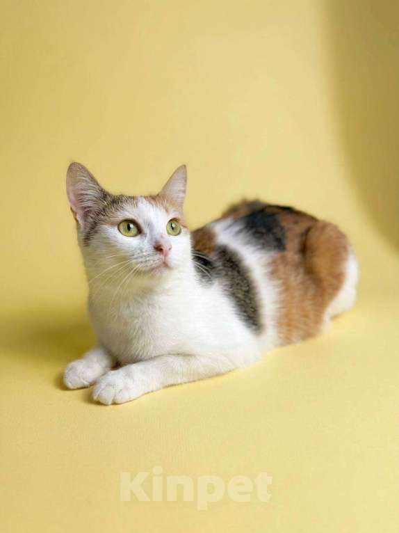 Кошки в Москве: Котенок Дофаминка ищет дом Девочка, Бесплатно - фото 6