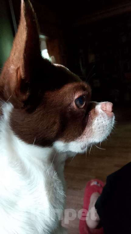 Собаки в Павловском Посаде: Вязка  Мальчик, 15 000 руб. - фото 1