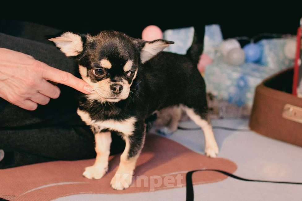 Собаки в Тюмени: ЧИХУАХУА  Мальчик, Бесплатно - фото 1