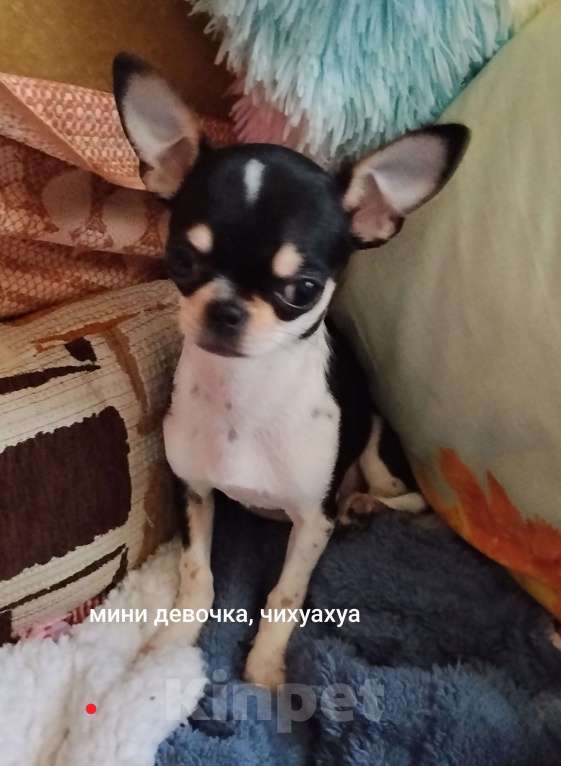 Собаки в Орле: Мини девочка, чихуахуа Девочка, 35 000 руб. - фото 1