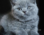 Кошки в Москве: Чистокровные голубые британцы от заводчика Девочка, 60 000 руб. - фото 1