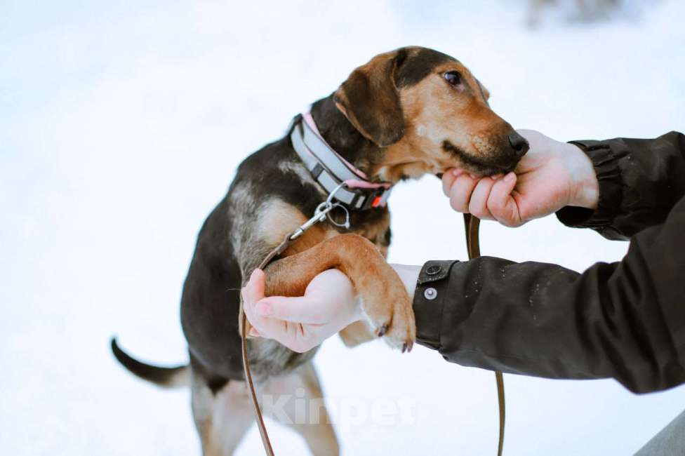 Собаки в Москве: Балканская гончая в добрые руки Девочка, Бесплатно - фото 2