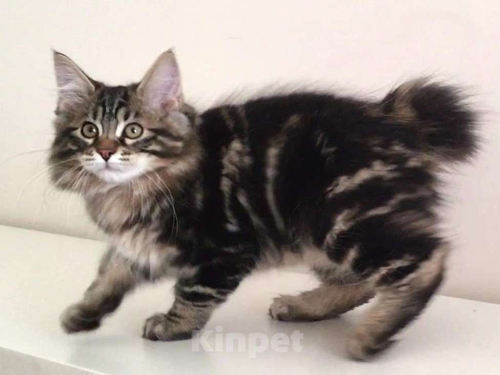 Кошки в Москве: Hunter SPAWN POINT Мальчик, 60 000 руб. - фото 8