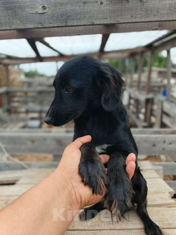 Собаки в Москве: Девочка, метис спаниеля, только меньшего размера Девочка, Бесплатно - фото 6