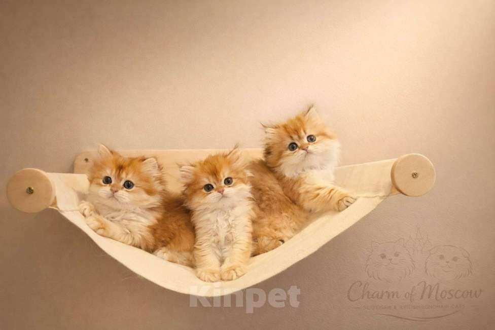 Кошки в Москве: Британские длинношерстные золотые котята Разнополые, Бесплатно - фото 2