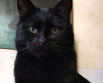 Кошки в Москве: Черный кот Ферми Мальчик, Бесплатно - фото 2