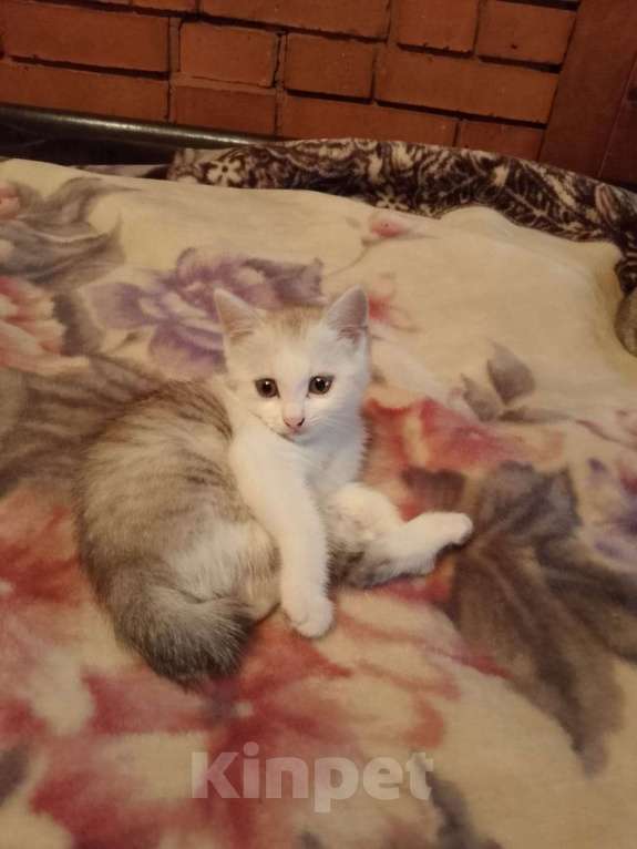 Кошки в других городах Московской области: Продам котенка Девочка, 3 000 руб. - фото 1