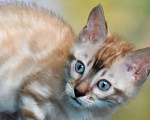 Кошки в Нижнем Новгороде: Бенгальский кот линкс Мальчик, 25 000 руб. - фото 2