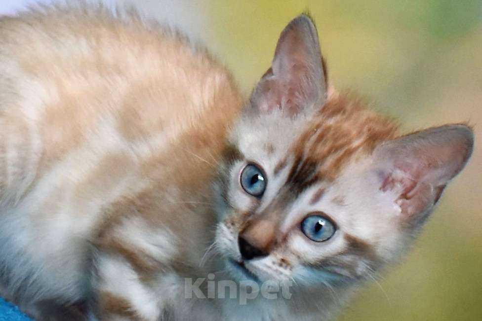 Кошки в Нижнем Новгороде: Бенгальский кот линкс Мальчик, 25 000 руб. - фото 2