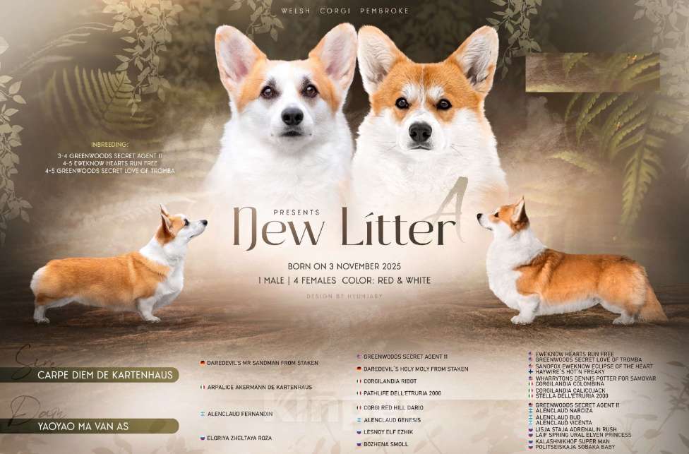 Собаки в Перми: Щенки вельш корги пемброк девочки Девочка, 65 000 руб. - фото 3