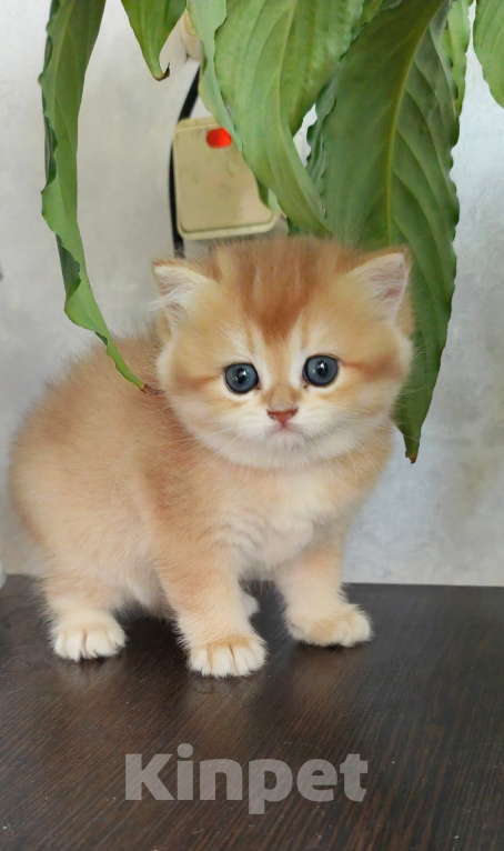 Кошки в Казани: Британочка Девочка, 40 000 руб. - фото 1