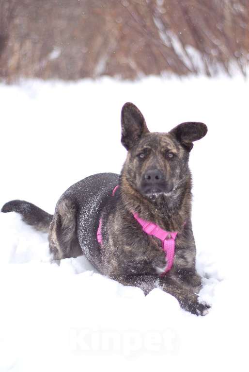 Собаки в Москве: Тигровая собака Ребека в добрые руки Девочка, Бесплатно - фото 3