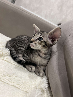 Ориентальный котёнок