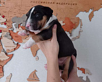 Собаки в Курске: Щенки миниатюрного бультерьера Мальчик, 80 000 руб. - фото 2