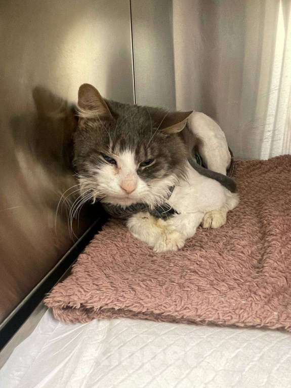 Кошки в Москве: Матроскин ищет дом Мальчик, Бесплатно - фото 2