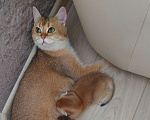 Кошки в Омске: Кошка  sfs71 ny25 Девочка, 30 руб. - фото 3