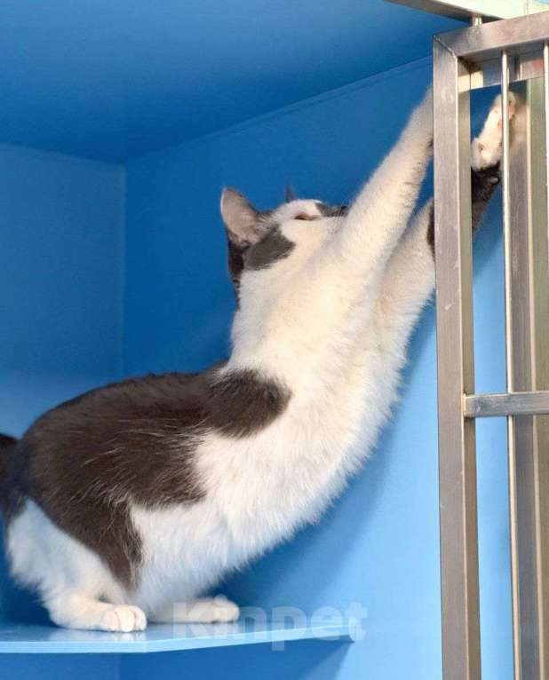 Кошки в Москве: Кошечка Масяня мечтает стать домашней Девочка, Бесплатно - фото 2