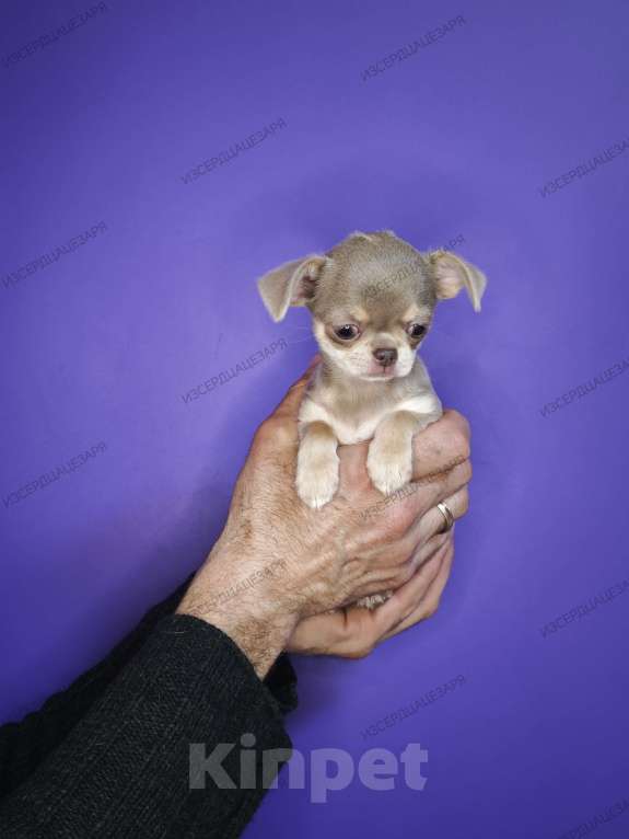 Собаки в Москве: Девочка лилового окраса Девочка, 65 000 руб. - фото 4