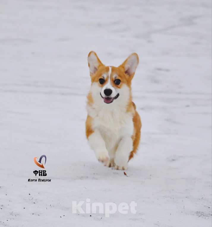 Собаки в Москве: Лисичка вельш-корги-пемброк  Девочка, 45 000 руб. - фото 1