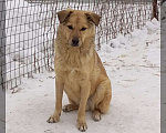 Собаки в Кемерово: Дормидонт в самые надежные руки Мальчик, 100 руб. - фото 2